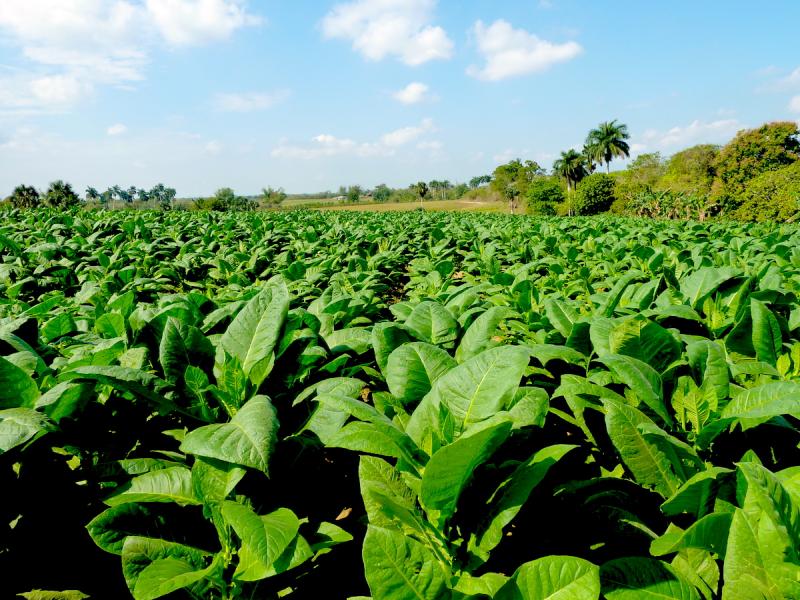Le infinite piantagioni di tabacco per gli Habanos a Pinar del Rio (photo Terigi & Bianco)