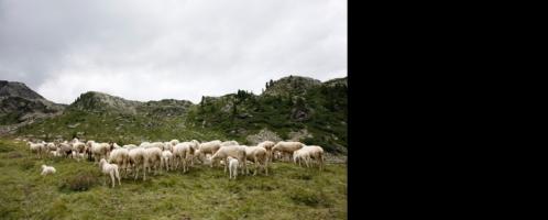 Pecore in alpeggio in Trentino