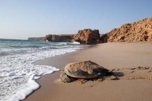 Oman, tartarughe a Ras Al Jinz