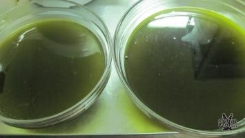 La preparazione dell'olio di lentisco