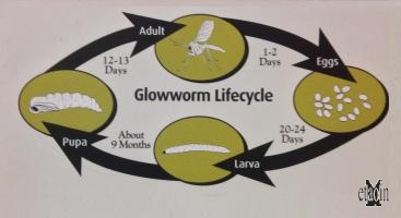 Il ciclo delle Arachnocampa luminosa (Te Anau Gloworms Cave)