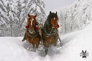 o la romantica passeggiata con la carrozza a cavalli in mezzo alla neve