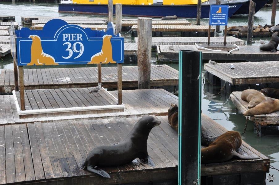 San Francisco, leoni marini al Pier 39