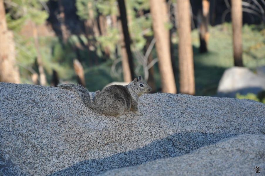 Yosemite Park, scoiattolo
