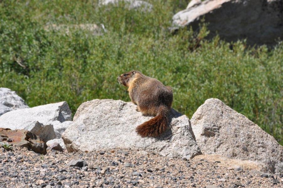 Sonora Pass, marmotta